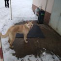 Фотография "На территории завода АО "ПРОГРЕСС"  бегает молодая собака песочного цвета ."