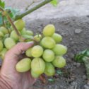 Фотография "Виноград Дарья. 
Огромные ягоды.
Сигнальный урожай,посажено 5 кустов. Размер и вкус на высоте."