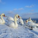 Фотография "Лебеди на водохранилище ХАЭС.  23.12.2021 г."
