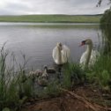 Фотография "Лебеди на узелинском пруду"