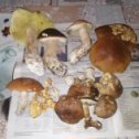 Фотография "В Чашниково  пошли грибы. Ура. "