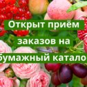 Фотография от Лариса консультант питомника 6