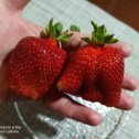 Фотография от 🍓🍊🍎МАРИНА Клубничка СМАК 🍓🍊🍎