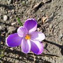 Фотография "Первые весенние цветы в Донецке. Весна идет!"
