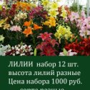 Фотография от Владимир Р 🌹 🍀 🌺 ЦВЕТЫ ПОЧТОЙ 🌷