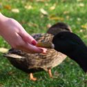 Фотография "https://www.instagram.com/p/BpmI6B8HMLe/?igref=okru
Городские уточки🦆🦆 City ducks

#duck #ducks #birds #birdsofinstagram #nature #fiftyshades_of_nature #naturelovers #lovenature #loves_nature #nature_perfection  #season #seasons #instanature #outdoors #обнинск #obninsk #obninskphoto #obninsk_photo #уточки #птица #парк #осень"