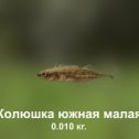 Фотография "https://ok.ru/game/trophyfishing2?193472 Колюшка южная малая, Колюшковые, 0.01kg, Волга, Карповое, TF-500, Манка.  #Колюшка южная малая #Колюшковые #Волга #Карповое #Манка #trophy #fishing #fish #трофейная #рыбалка #рыба"