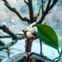 Фотография "Первый цветок на мандарине (пустой, правда) ..##мандарин #клементин  #подоконник"