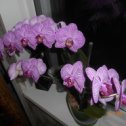 Фотография "Орхидея расцвела полностью"