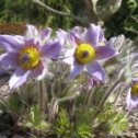 Фотография "Pulsatilla grandis"