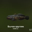 Фотография "https://ok.ru/game/trophyfishing2?187257 Бычок кругляк, Бычковые, 0.043kg, Волга, База Волга, TF-500, Хлеб.  #Бычок кругляк #Бычковые #Волга #База Волга #Хлеб #trophy #fishing #fish #трофейная #рыбалка #рыба"