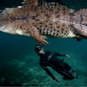 Фотография "Гребнистый крокодил (Crocodylus porosus), иногда называемый морским, а также крокодилом-людоедом"