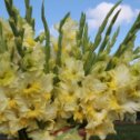 Фотография "Неописуемый шик! Крупные чашечки цветков имеют густую, насыщенную окраску и нарядную гофрировку по краю. В саду они смотрятся как ослепительный фейерверк из элегантных, будто накрахмаленных соцветий на самом красивом сайте super-gladiolus.ru"