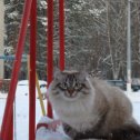 Фотография "Кот в декабре 2012 года."