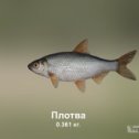 Фотография "https://ok.ru/game/trophyfishing2?113346 Плотва, Карповые, 0.361kg, Волга, База Волга, TF-500, Опарыш.  #Плотва #Карповые #Волга #База Волга #Опарыш #trophy #fishing #fish #трофейная #рыбалка #рыба"