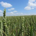 Фотография "Фото В.Карпенка 17.06.2023
Українське пшеничне поле."