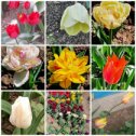 Фотография " Для души.. Очередная порция тюльпанов... Как скоротечно их цветение... "