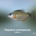 Фотография "https://ok.ru/game/trophyfishing2?174540 Пиранья компрессус, Пираньевые, 0.559kg, Амазонка, Паракари, TF-10z, Опарыш.  #Пиранья компрессус #Пираньевые #Амазонка #Паракари #Опарыш #trophy #fishing #fish #трофейная #рыбалка #рыба"