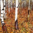 Фотография "Никак не могу найти здесь волка, друзья, помогите!"