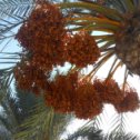 Фотография "Финиковая пальма."