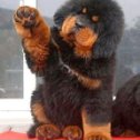 Фотография "Дай лапу,друг!..(щенок тибетского мастифа)."