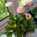 Фотография "Маргаритки, давно хотела их растить, я не садовница и даже не дачница, а цветами заниматься люблю! Они меня радуют!"