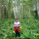 Фотография "Осины и березы в предтаежном лесу"