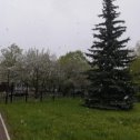 Фотография "Под майской метель пышно цветут яблони. 2024 год"