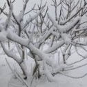 Фотография "А инжир и папуасы, снег не видели ни разу"