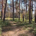 Фотография "Лес ,где находится санаторий "Белый камень""