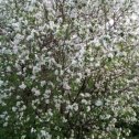 Фотография "У нас  буйствует  весна! От аромата  дурманится сознание! ❤❤❤❤❤"