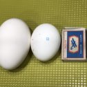 Фотография "Попробовали гусиное яйцо"