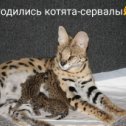 Фотография от Serval KZ