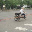 Фотография "Китайские собаки пешком не ходят"