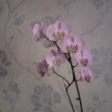 Фотография "Орхидея"