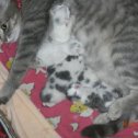 Фотография "а у нас сегодня кошка родила вчера котят:)"