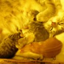 Фотография "Наша мама с котятками"