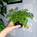 Фотография "Asplenium Parvati (Асплениум Парвати) в продаже! "