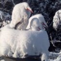 Фотография "Зимовка семейки аистов."