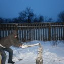 Фотография "веселый новый год. викторина "попади по коленке")))"