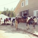 Фотография "Очень давно хотела покататься на лошадях, теперь еще больше хочу 😄... не просто прогуливаться на верёвочке, а сама... рысью... галопом🏇🏻."