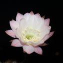 Фотография "Echinopsis hybr"