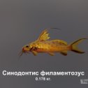 Фотография "https://ok.ru/game/trophyfishing2?73548 Синодонтис филаментозус, Бахромчатоусые, 0.178kg, Нил, Причал, TF-500, Манка.  #Синодонтис филаментозус #Бахромчатоусые #Нил #Причал #Манка #trophy #fishing #fish #трофейная #рыбалка #рыба"