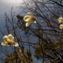 Фотография "Магнолия Суланжа . Парк Дендрарий . Сочи
#сочи , #весна2024 , #флора , #дендрарийсочи , #фотографвадимфедотов , #дендрарий , #цветы"