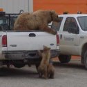 Фотография "photo from prudhoe bay alaksa"