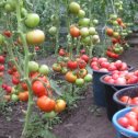 Фотография "17 июля 2020 г. Мой урожай помидор"