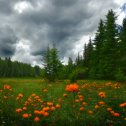 Фотография "На улице холодный апрель, а в мечтах сочное лето.."