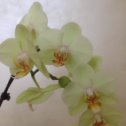 Фотография "эта моя орхидея!!!"