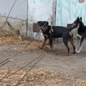 Фотография "Потеряли собаку кто видел .знает где всё за вознаграждение !"