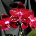 Фотография "MO522 Phalaenopsis Mituo King ''April Blood'' второе цветение фото с солнечным освещением"